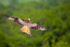 Red Kite in Flight